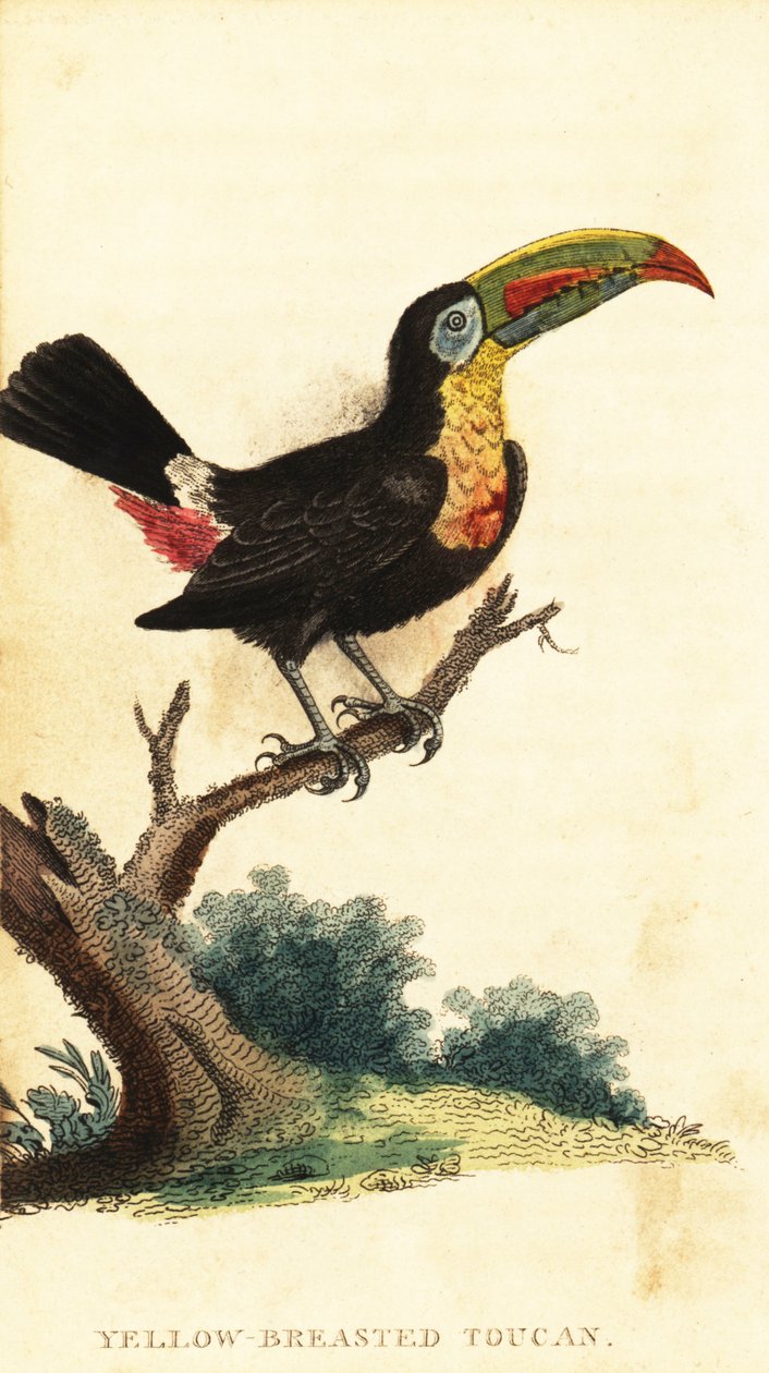 Toucan à carène, Ramphastos sulfuratus (gravure) - George Edwards