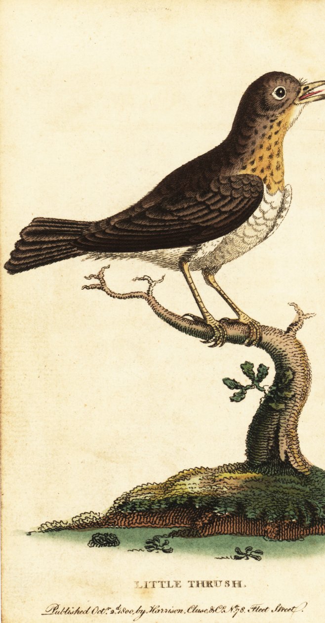 Grive musicienne, Turdus minor - George Edwards