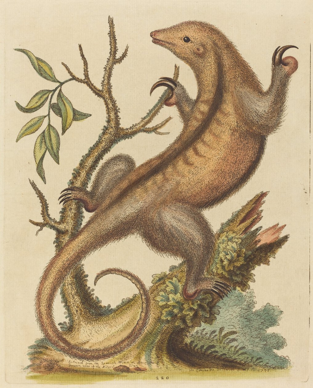 Fourmilier pygmée, 1755 - George Edwards