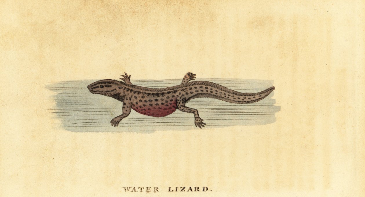 Triton lisse, Lissotriton vulgaris, 1800 - George Edwards