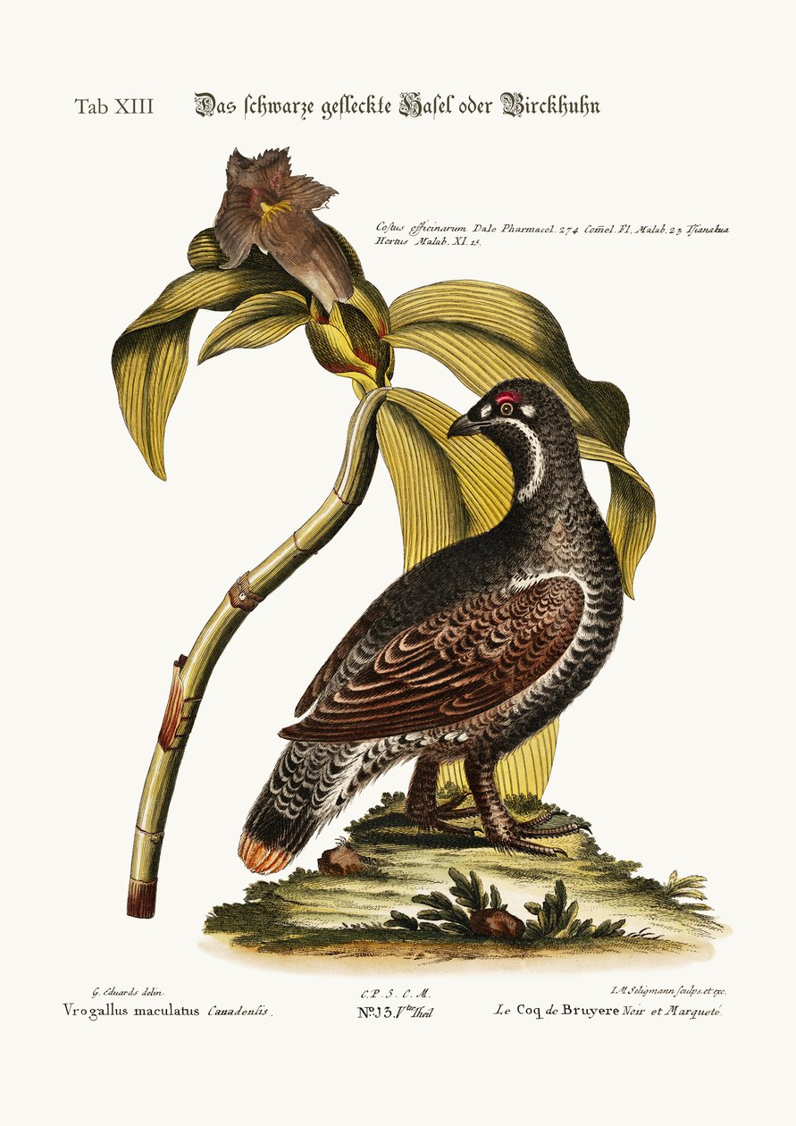 Le coq noir et tacheté, 1749-73 - George Edwards