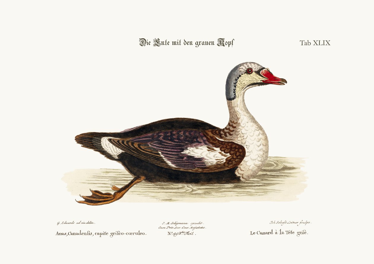 Le canard à tête grise, 1749-73 - George Edwards
