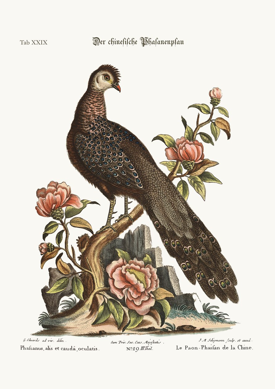 Le Faisan paon de Chine, 1749-73 - George Edwards