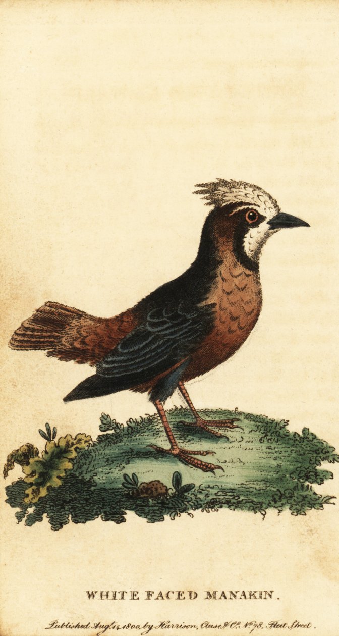 Fourmilier à plumes blanches, Pithys albifrons, 1800 (gravure) - George Edwards