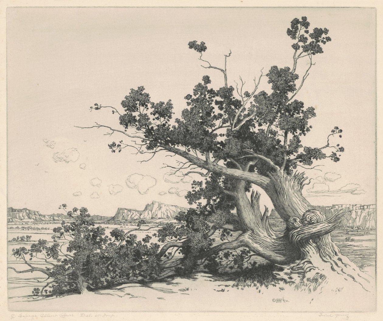 Cèdres du désert, Nouveau-Mexique - George Elbert Burr