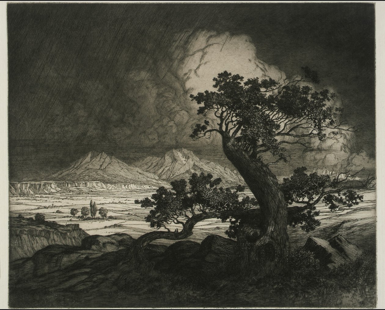 Vieux cèdres et Spanish Peaks - George Elbert Burr