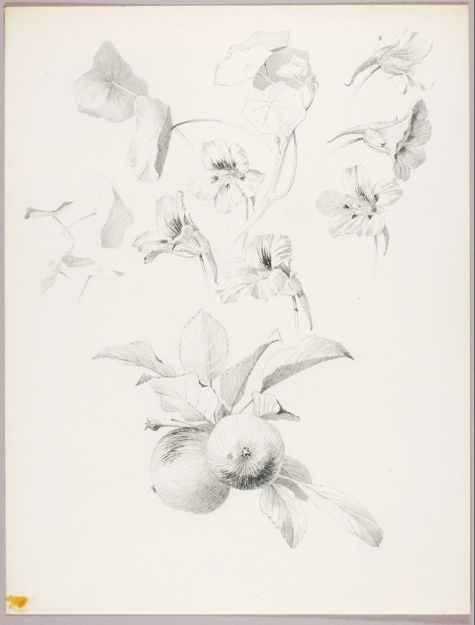 Sans titre (étude botanique) - George Elbert Burr