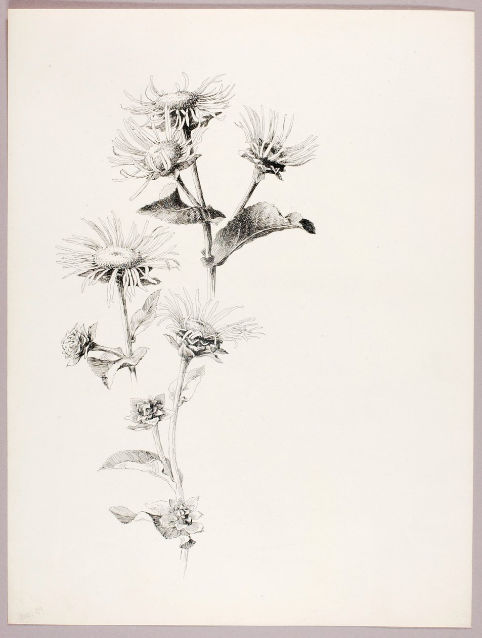 Sans titre (marguerites) - George Elbert Burr