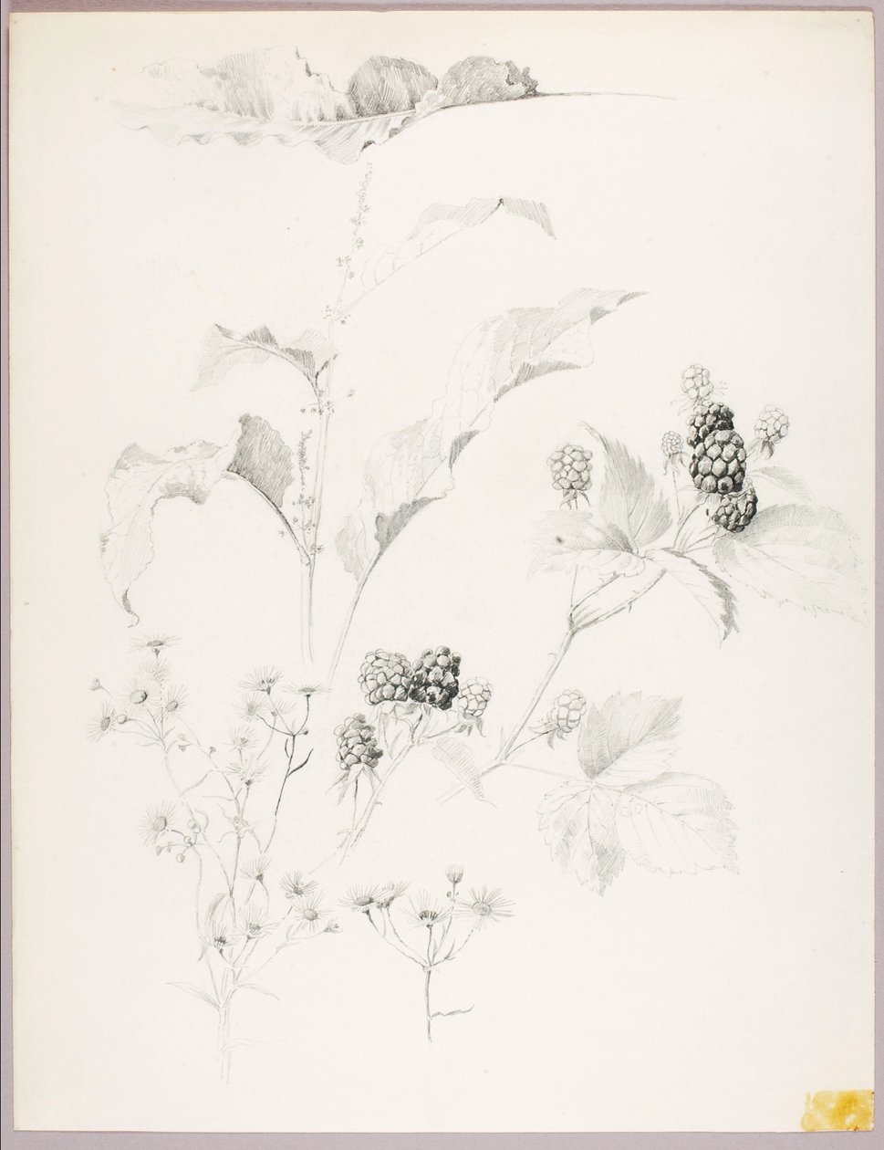 Sans titre (marguerites et mûres) - George Elbert Burr