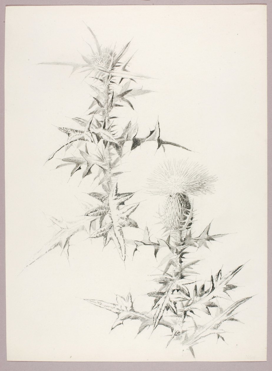 Sans titre (Chardon) - George Elbert Burr