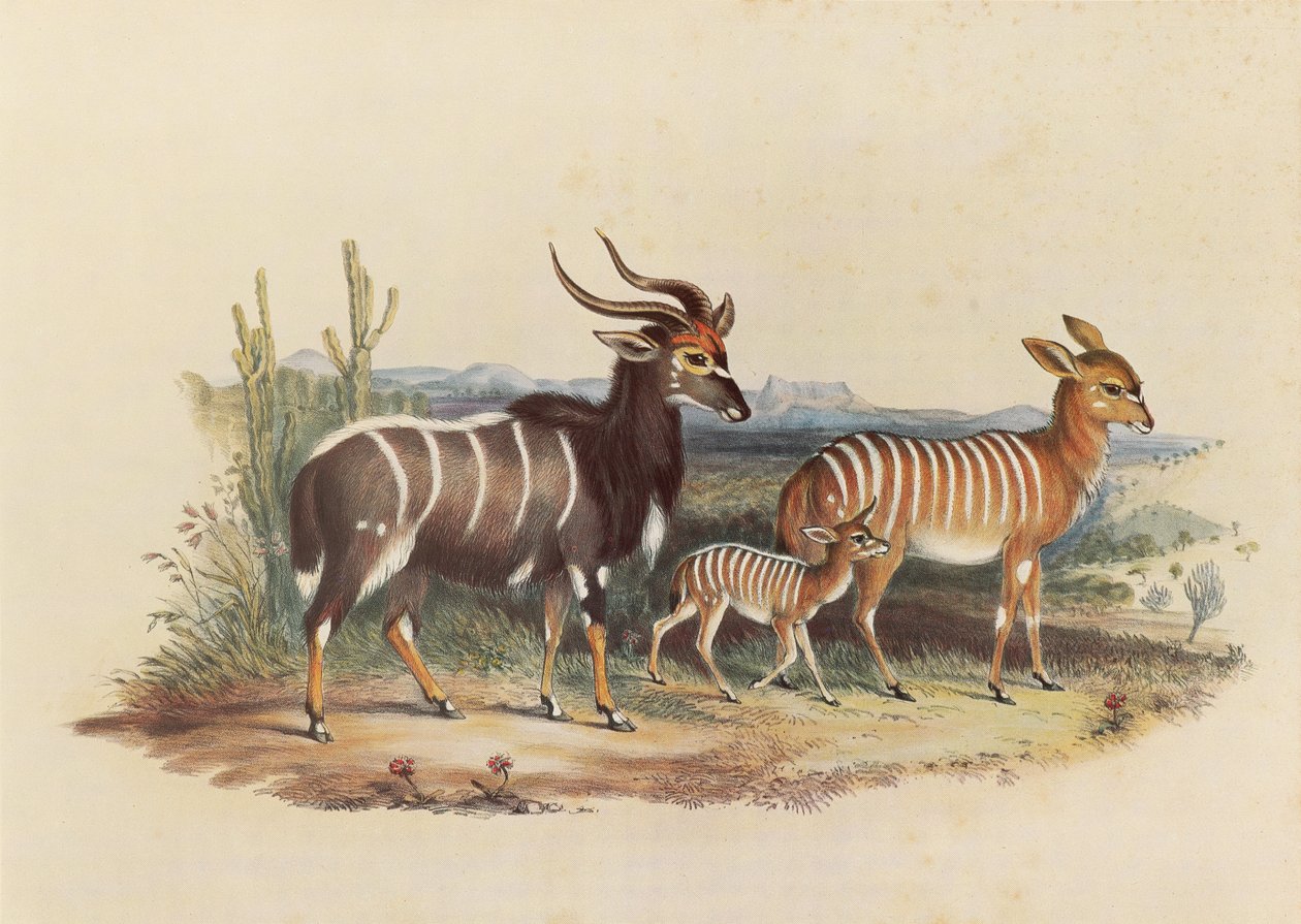 Le Nyala - George French Angas