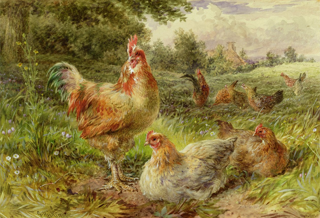 Poules de Cochinchine - George Hickin
