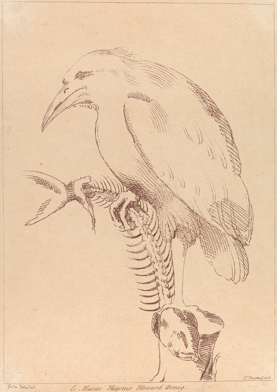 Sans titre : Oiseau tenant un squelette de poisson - George Knapton