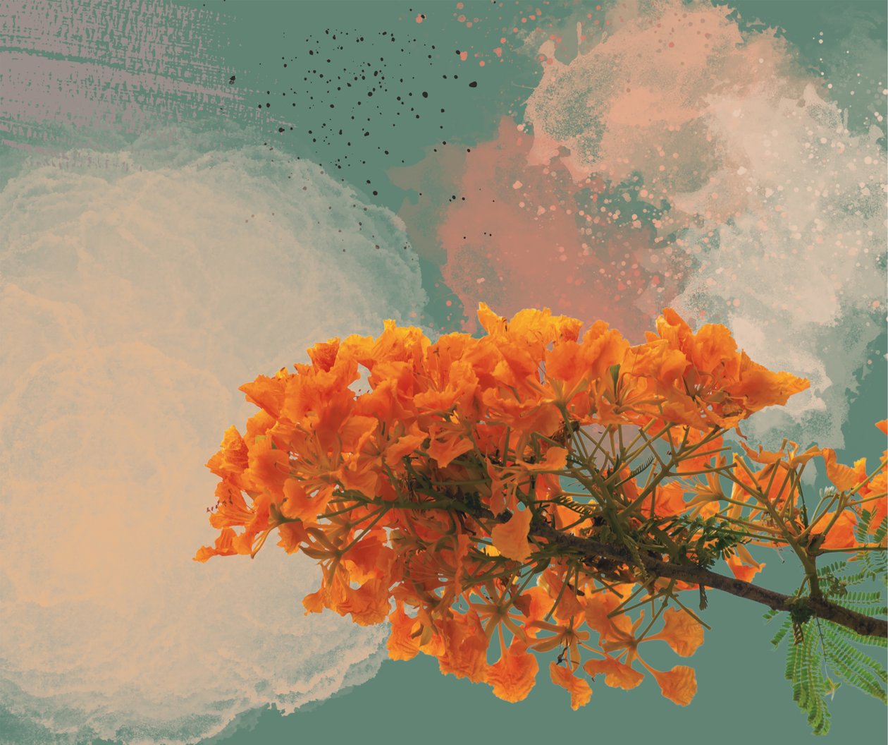 Poinciana royal « El Flamboyan » - George Rosaly