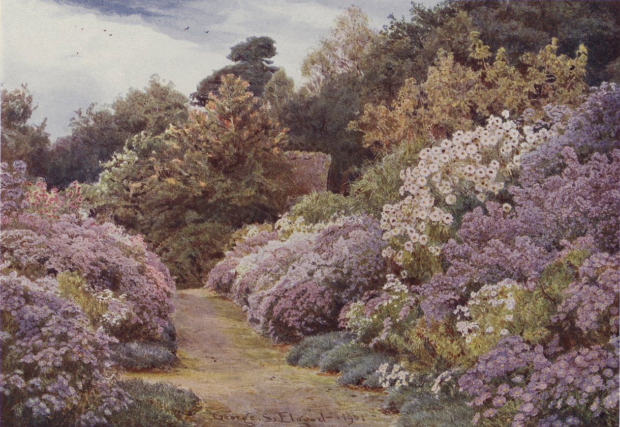 Asters de la Saint-Michel, Munstead Wood - George Samuel Elgood