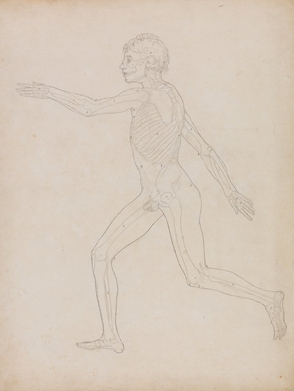 Figure humaine, vue latérale - George Stubbs