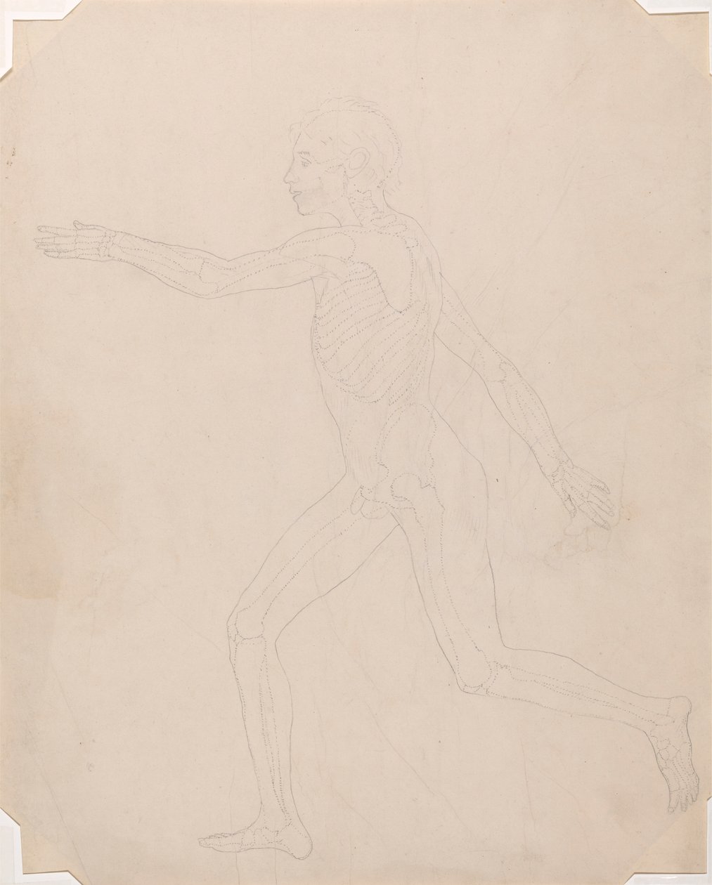 Figure humaine, vue latérale - George Stubbs