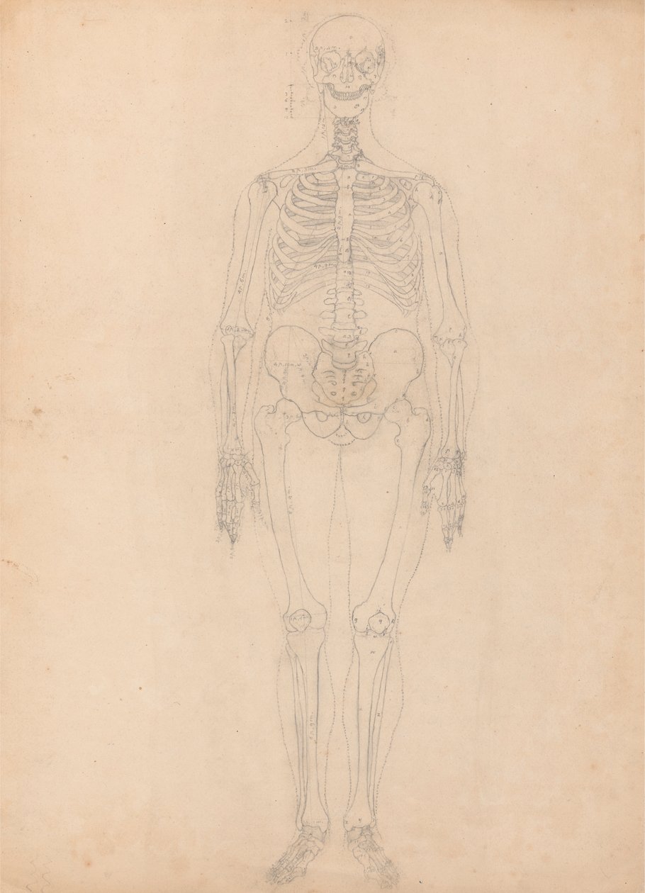 Squelette humain, vue antérieure - George Stubbs