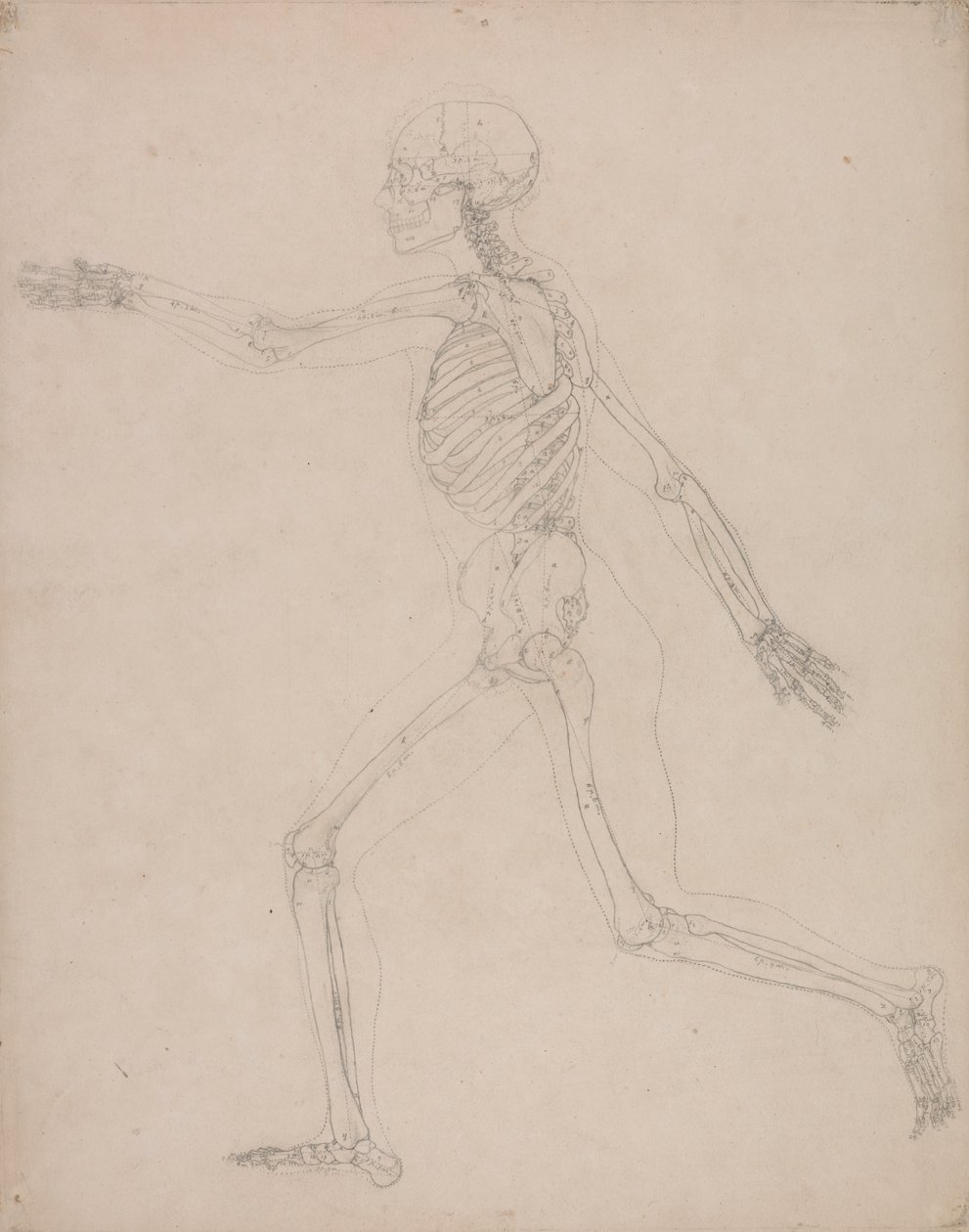 Squelette humain, vue latérale - George Stubbs