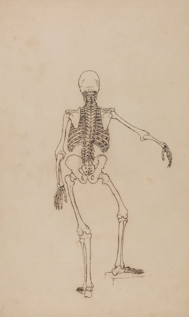 Squelette humain, vue postérieure - George Stubbs
