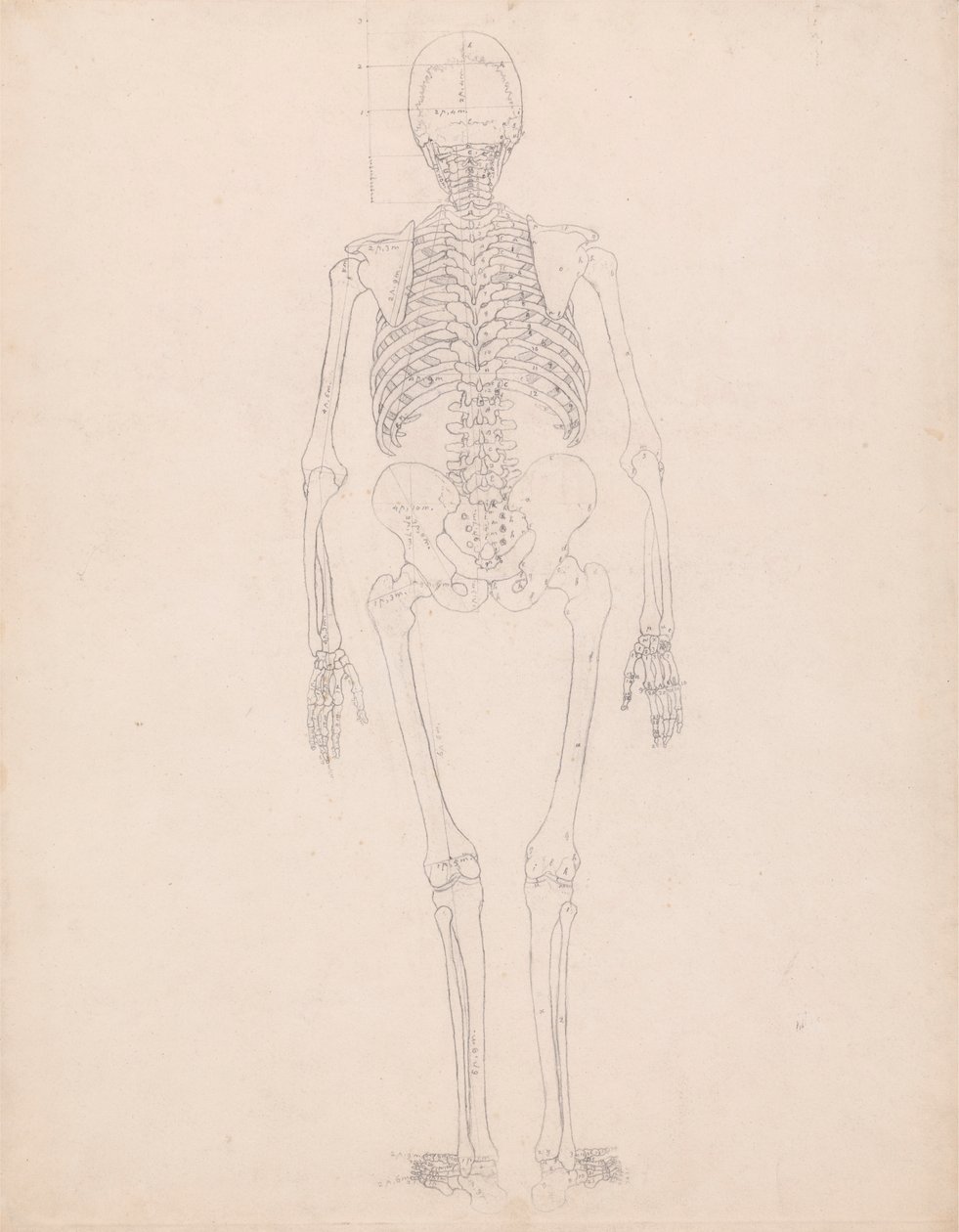 Squelette humain, vue postérieure - George Stubbs