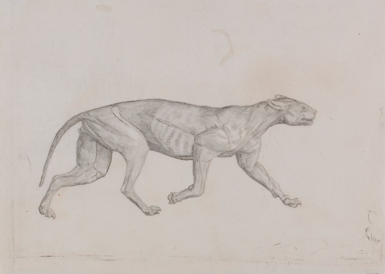 Corps de léopard, vue latérale - George Stubbs
