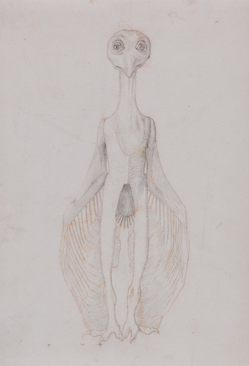 Chouette debout, vue antérieure - George Stubbs