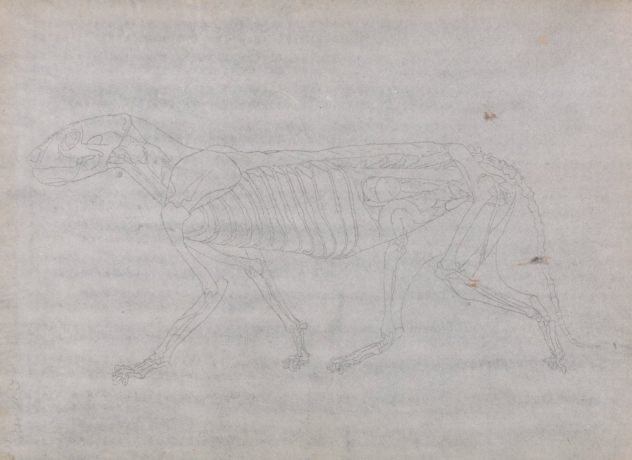 Corps de Tigre, Vue Latérale - George Stubbs