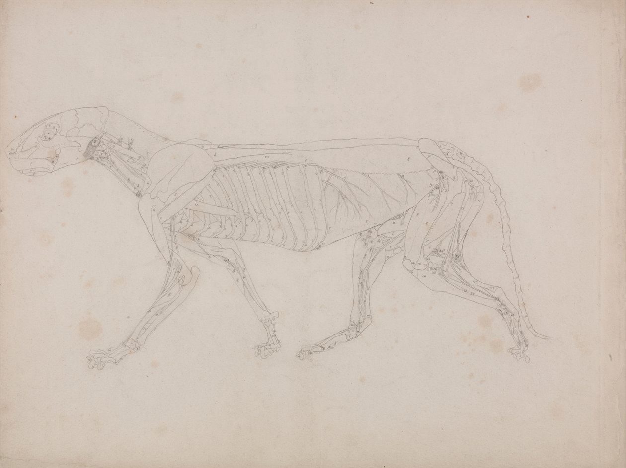Corps de tigre, vue latérale - George Stubbs