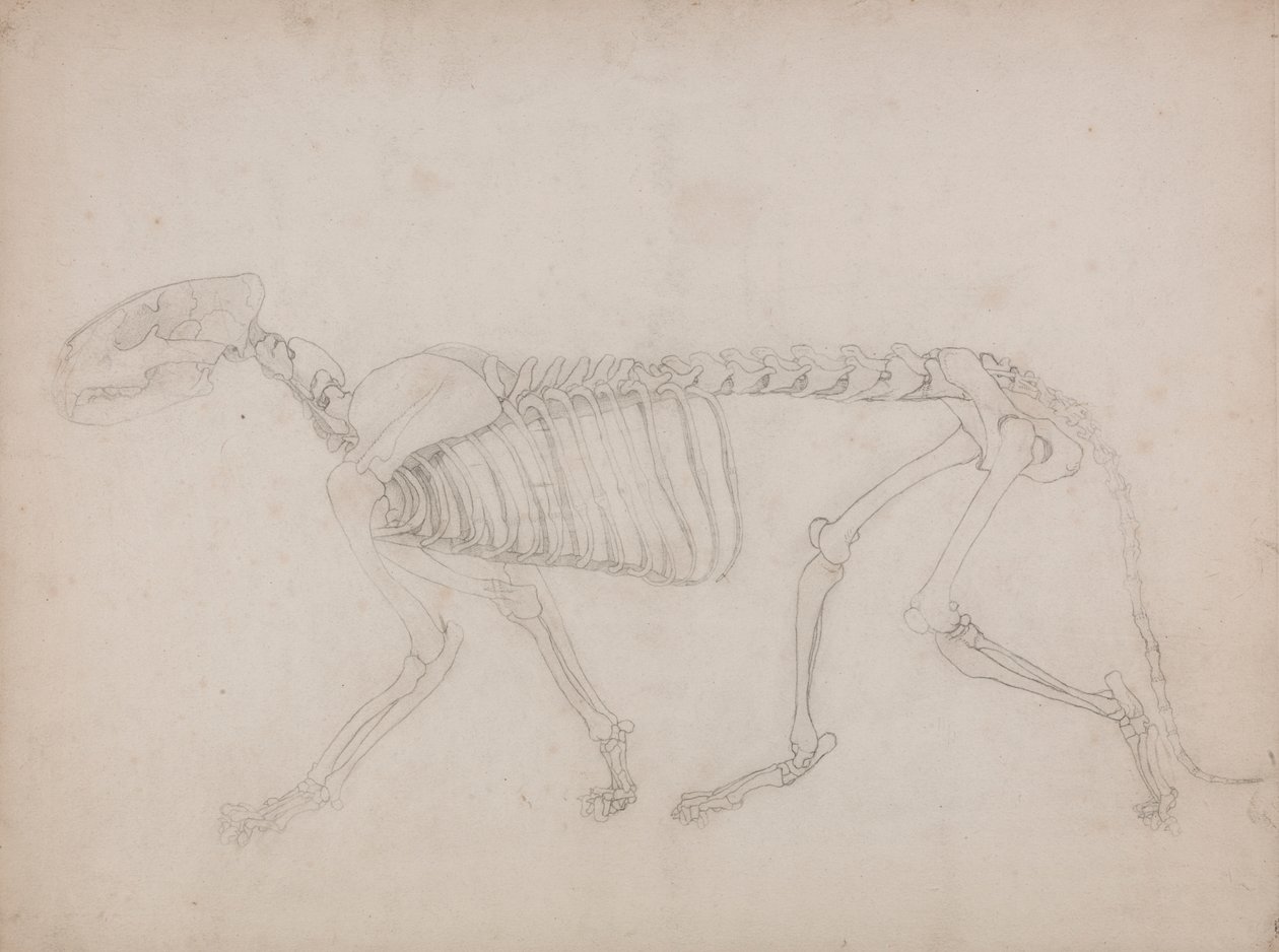 Squelette de tigre, vue latérale - George Stubbs