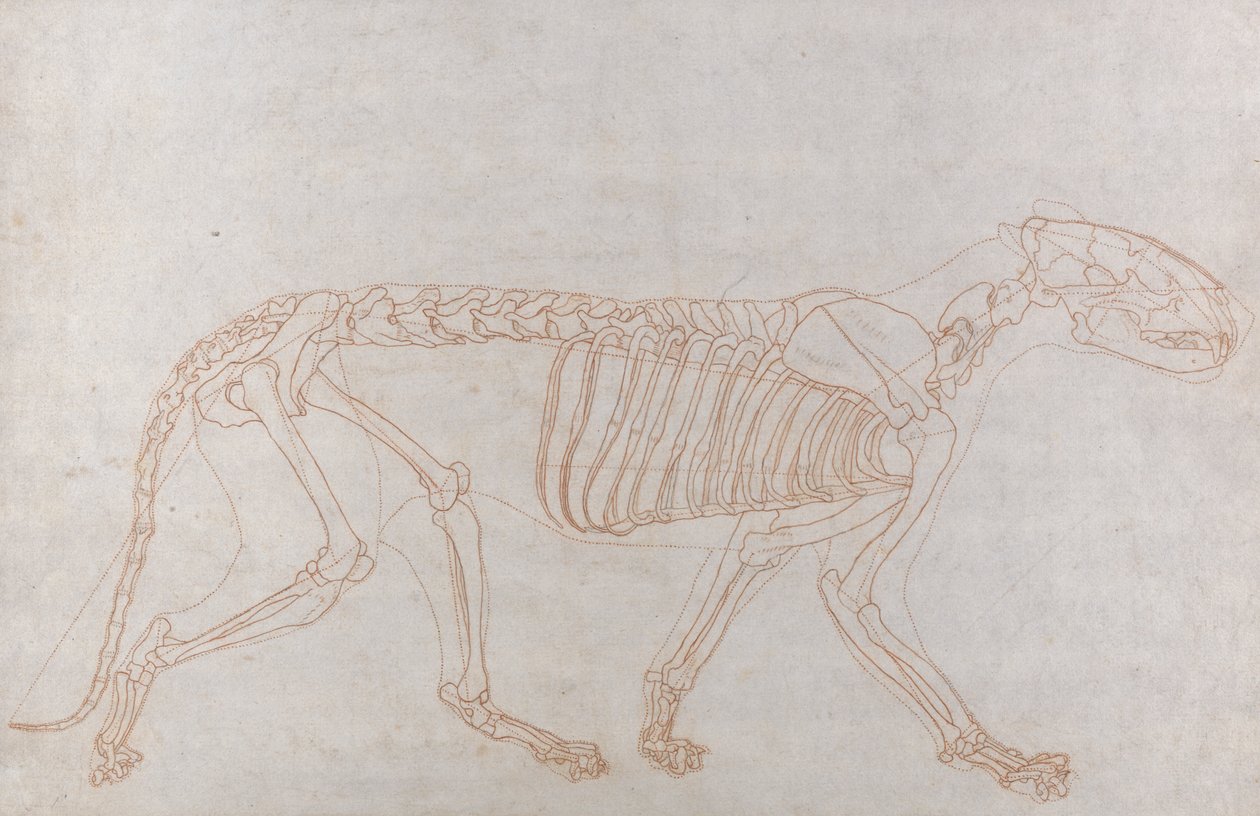 Squelette de tigre, vue latérale - George Stubbs