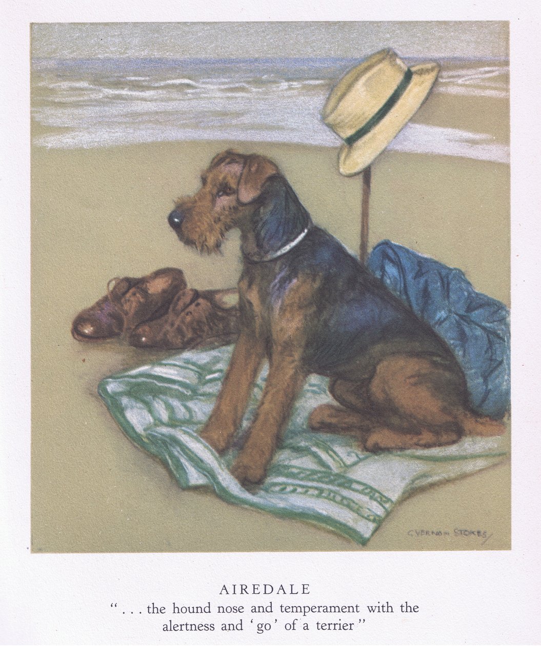 Airedale (lithographie couleur) - George Vernon Stokes