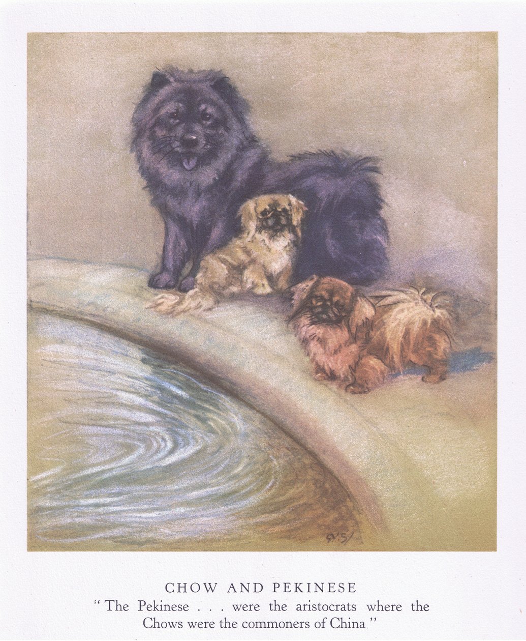 Chow et Pékinois (lithographie couleur) - George Vernon Stokes