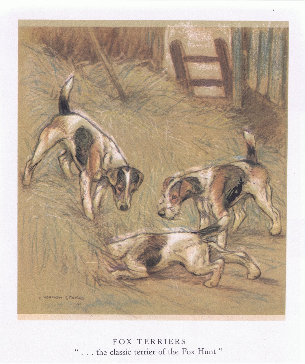 Fox Terriers (colour litho) - George Vernon Stokes