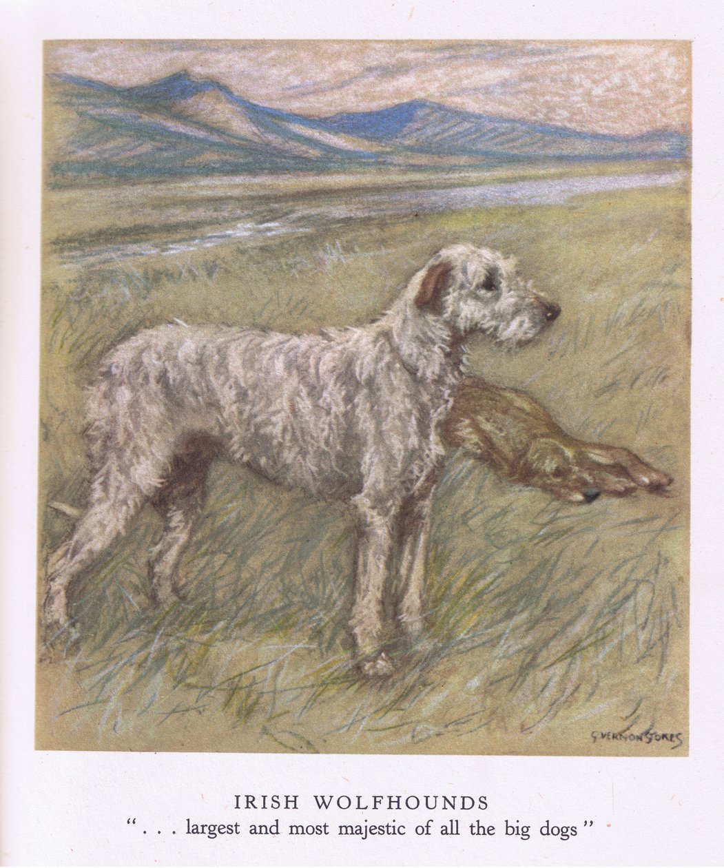 Irish Wolfhounds (lithographie couleur) - George Vernon Stokes