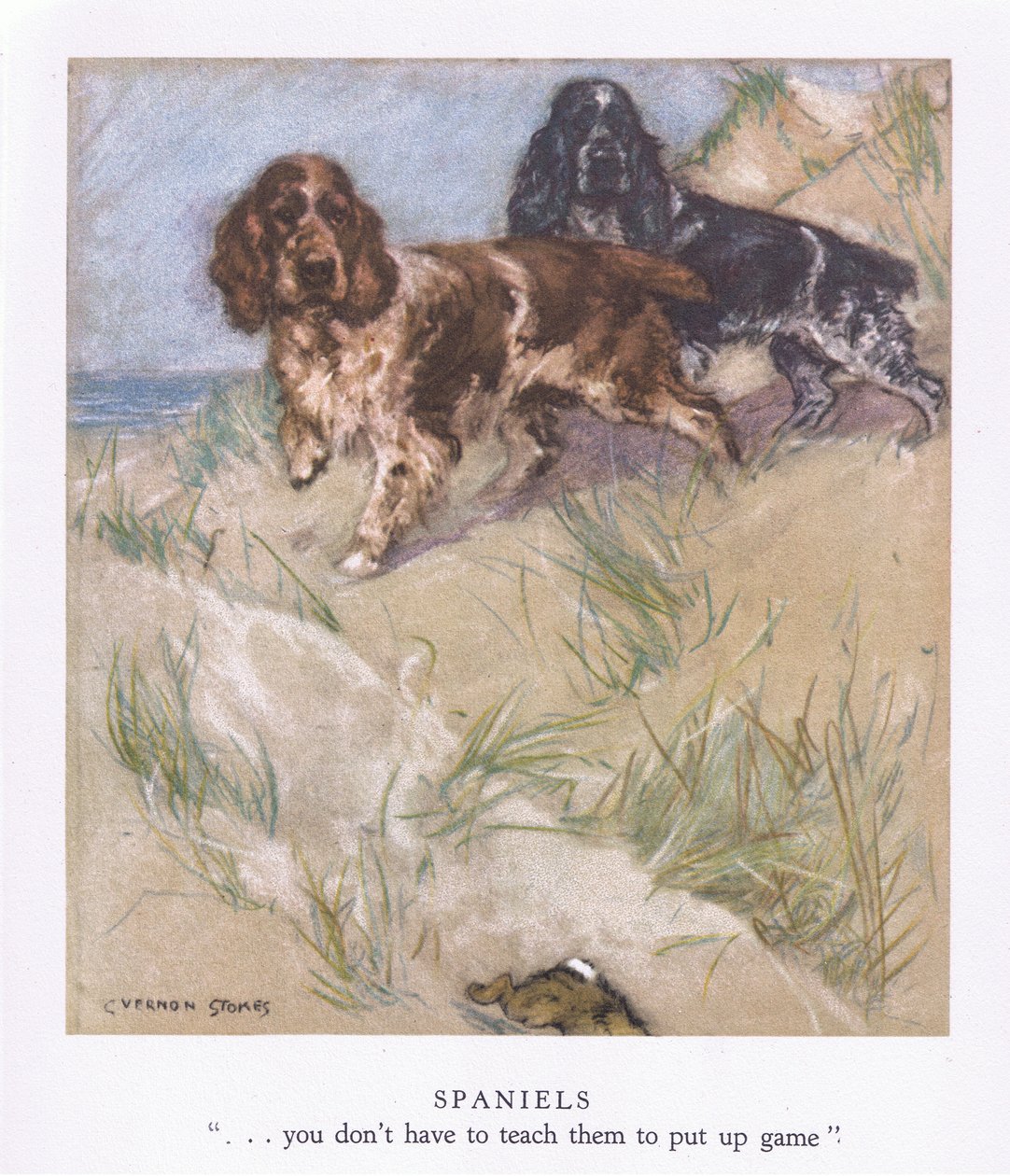 Épagneuls (lithographie couleur) - George Vernon Stokes