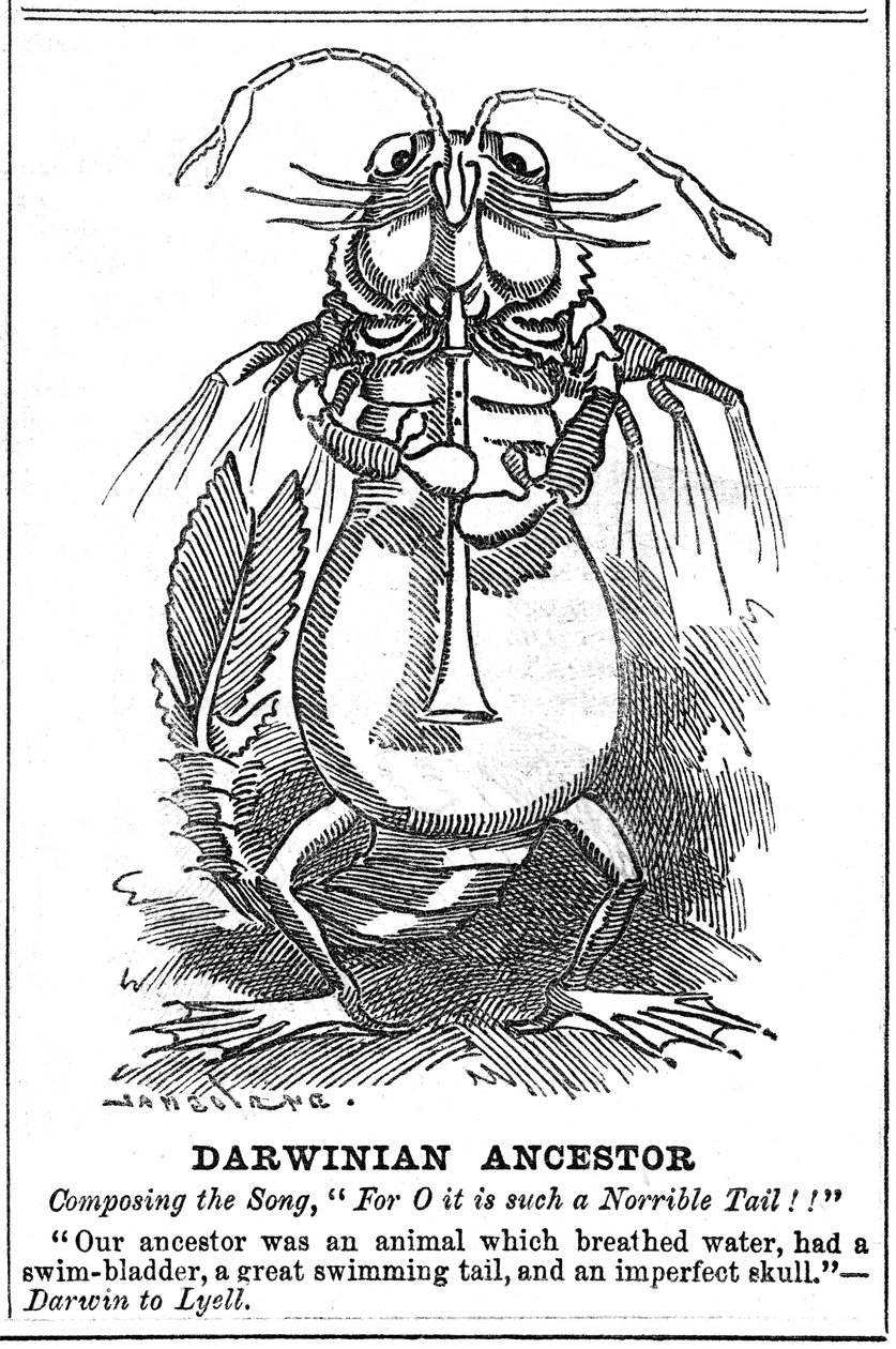 Ancêtre darwinien, 1887 - George du Maurier