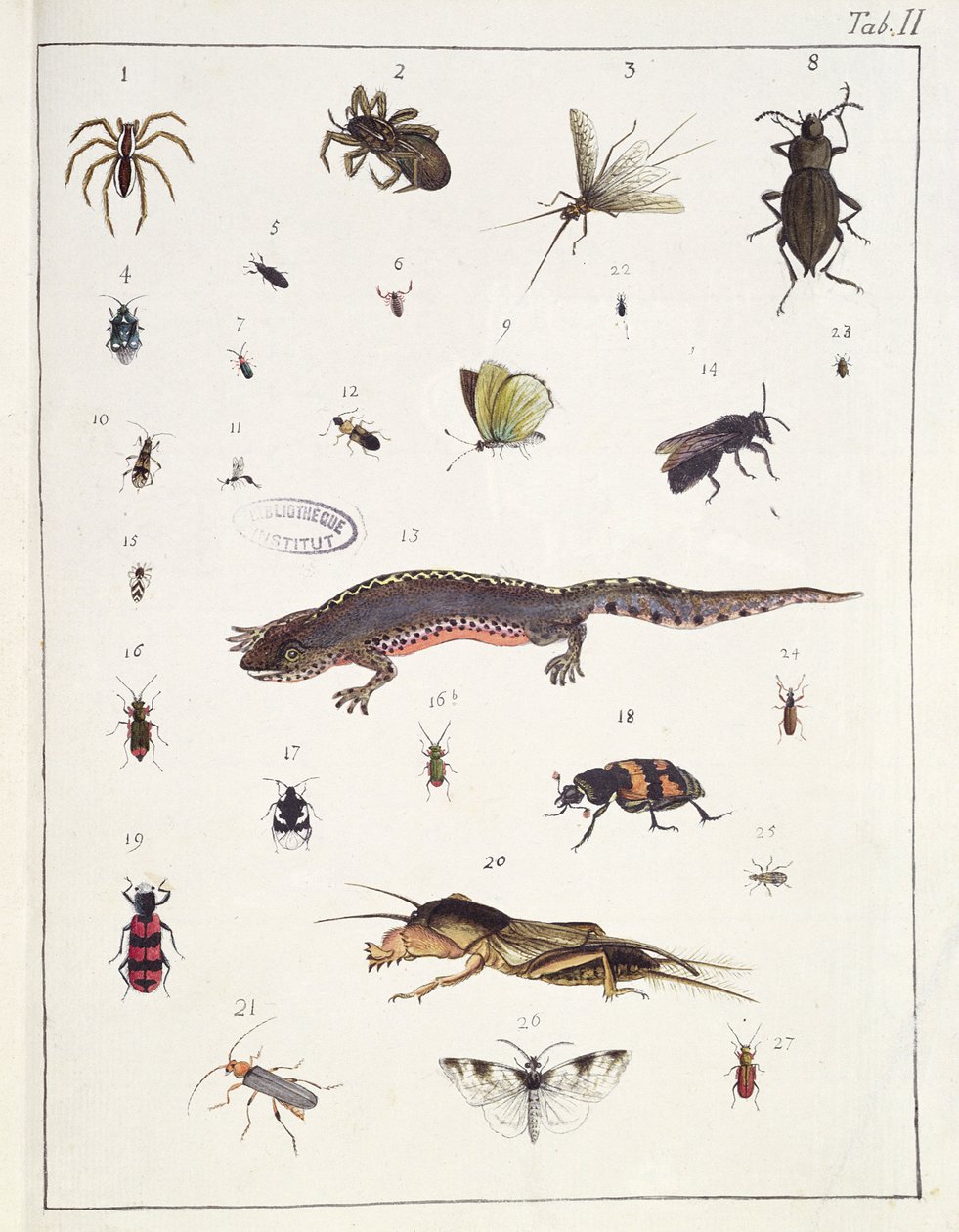 Divers insectes et un lézard, planche II de 