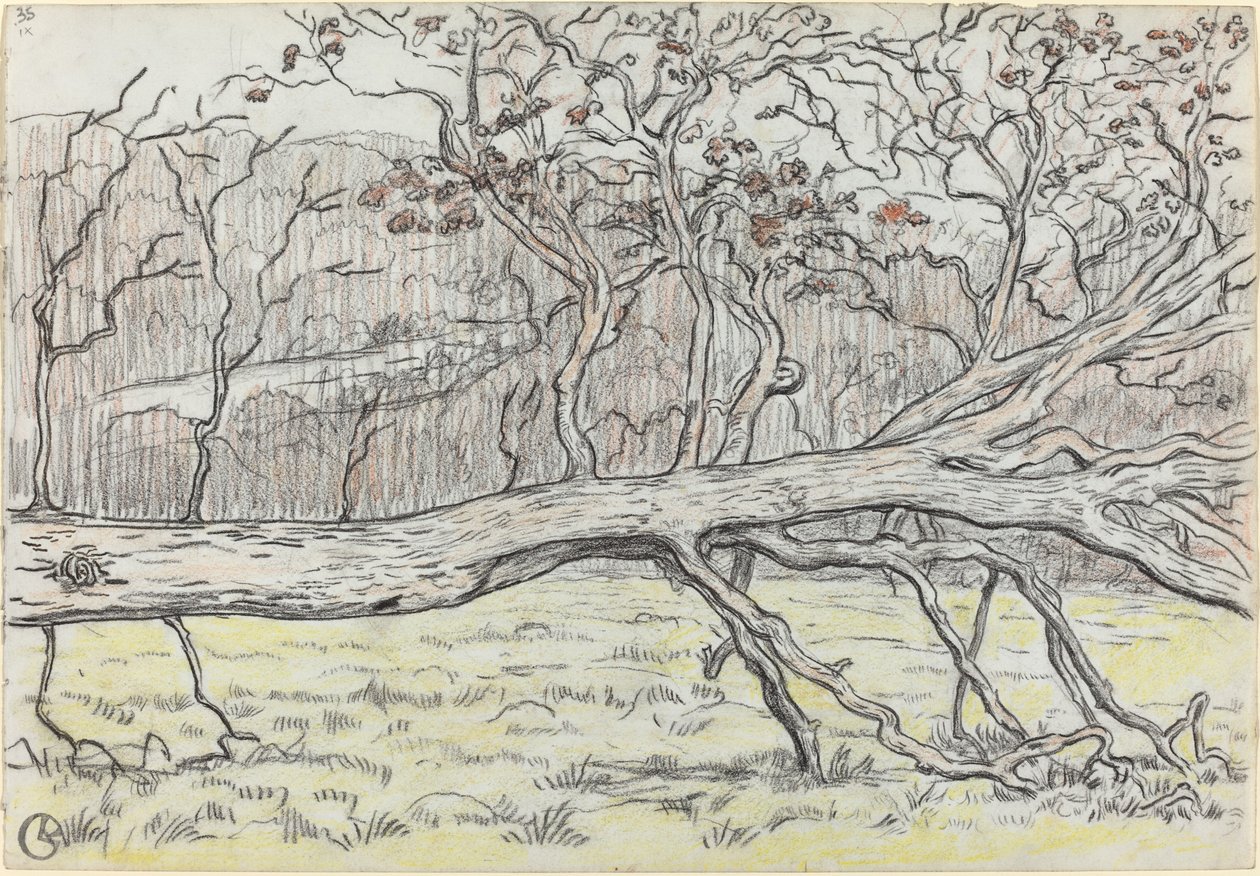 Arbre abattu, Normandie - Georges Lacombe