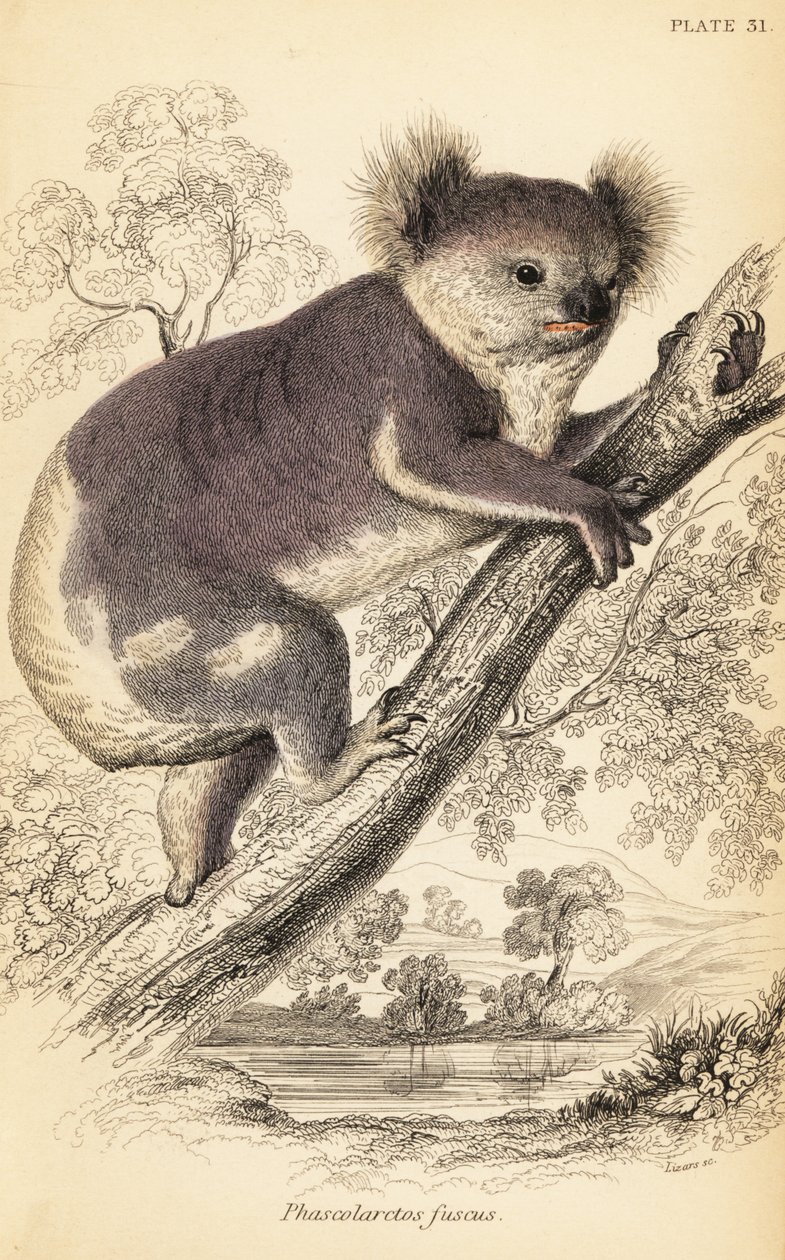 Koala, Phascolarctos cinereus (gravure) - Georges Robert Waterhouse