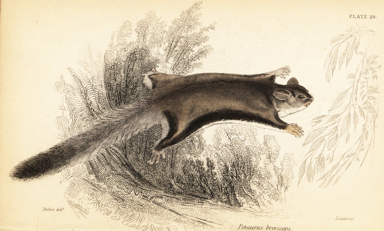 Planeur de sucre, Petaurus breviceps (gravure) - Georges Robert Waterhouse