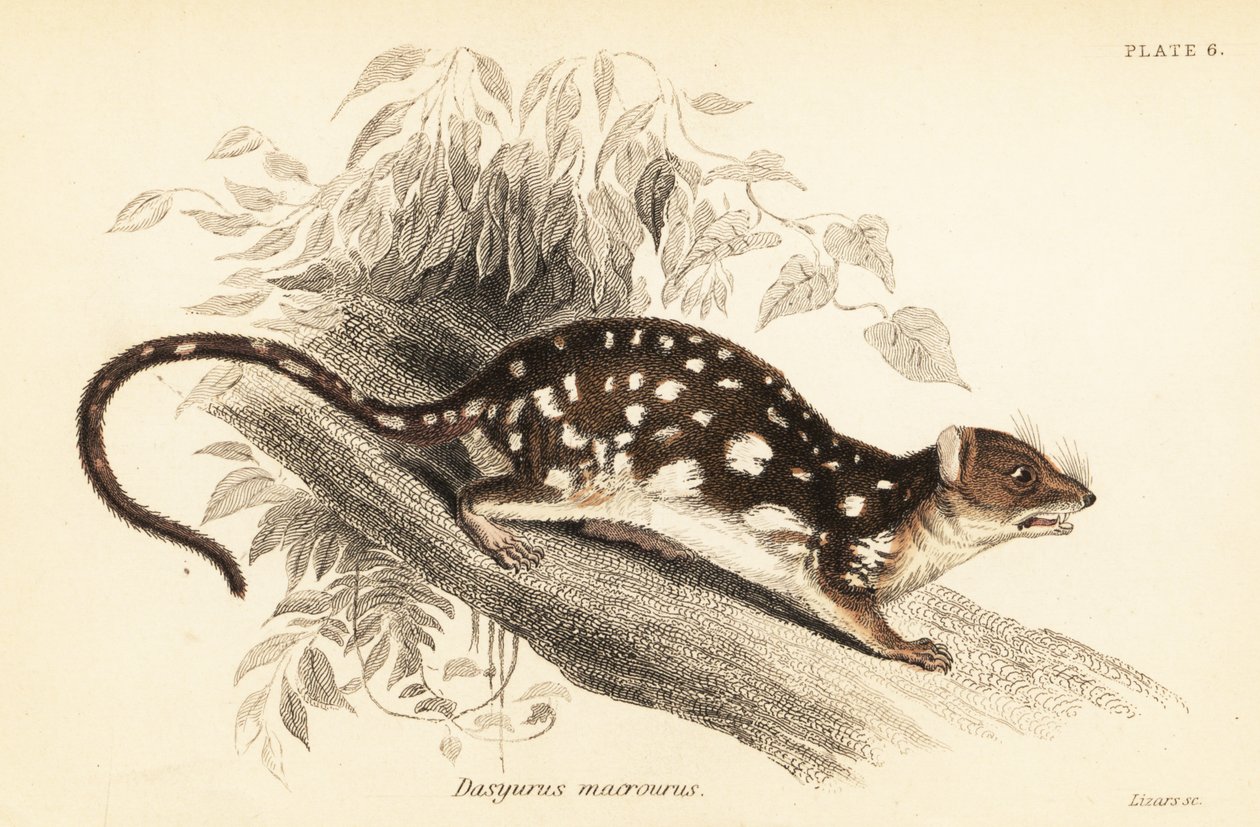 Quoll tacheté, Dasyurus maculatus, 1841 - Georges Robert Waterhouse