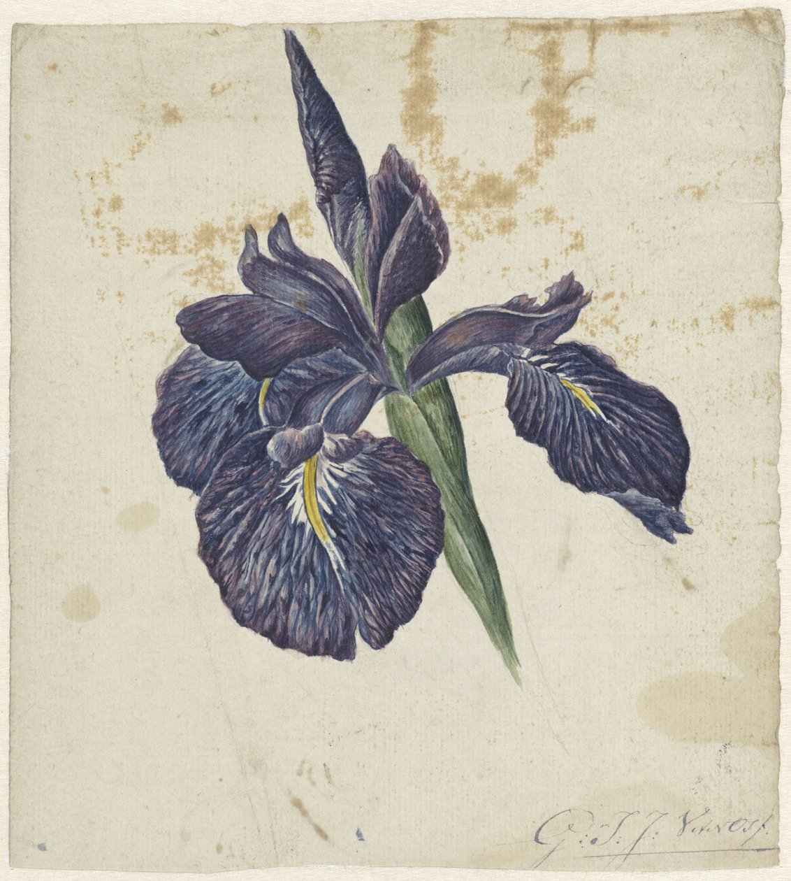 Iris - Georgius Jacobus Johannes van Os