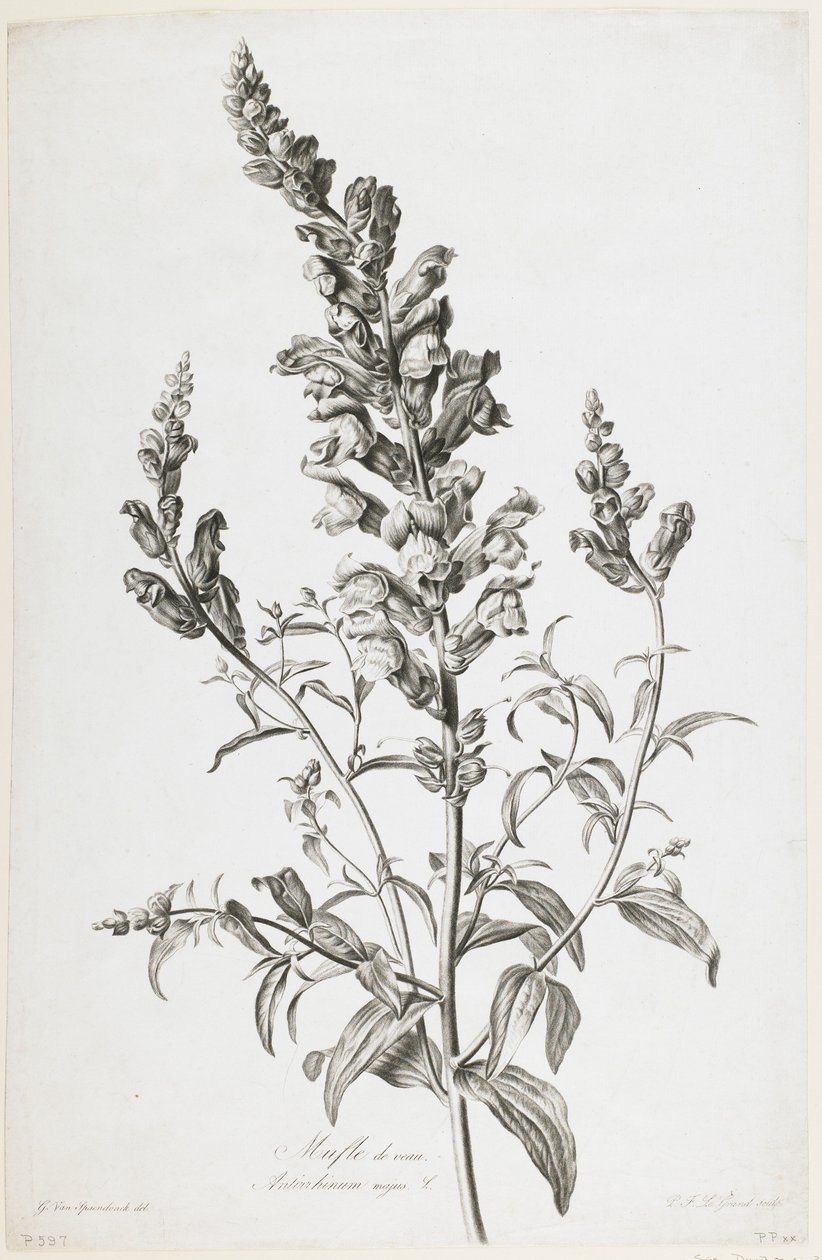 Mufle de veau, de Fleurs Dessinées d