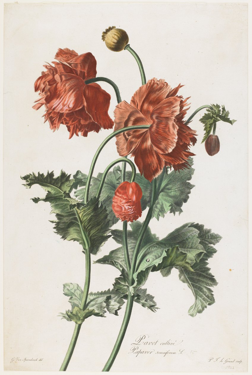 Pavot cultivé, de Fleurs Dessinées d