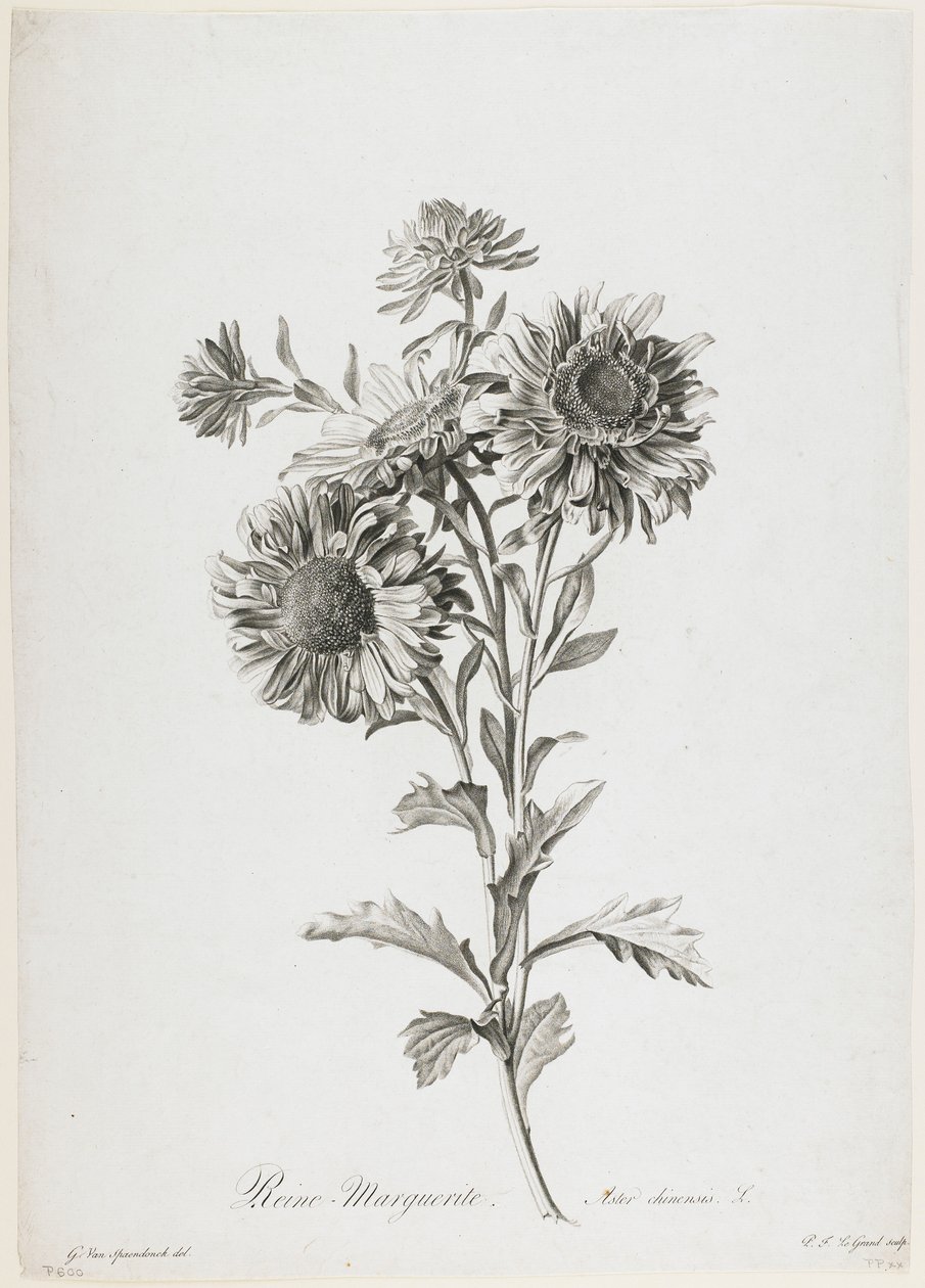 Reine-Marguerite, de Fleurs Dessinées d