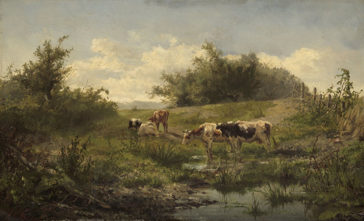 Vaches près d
