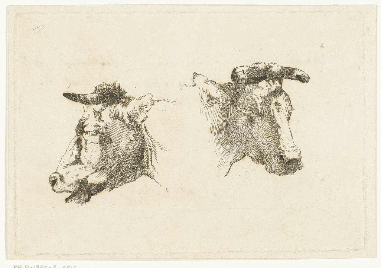 Deux têtes de vaches - Gerard Bilders