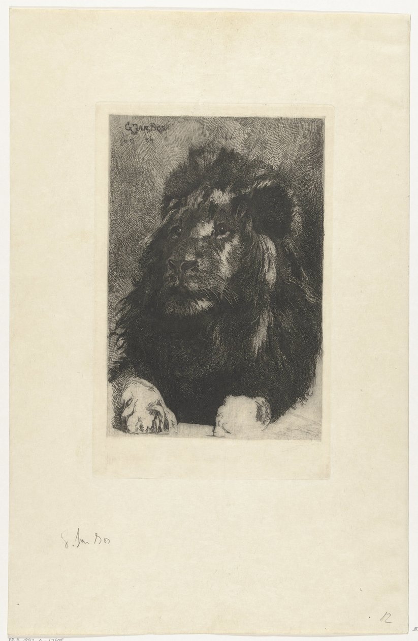 Tête de lion - Gerard Jan Bos
