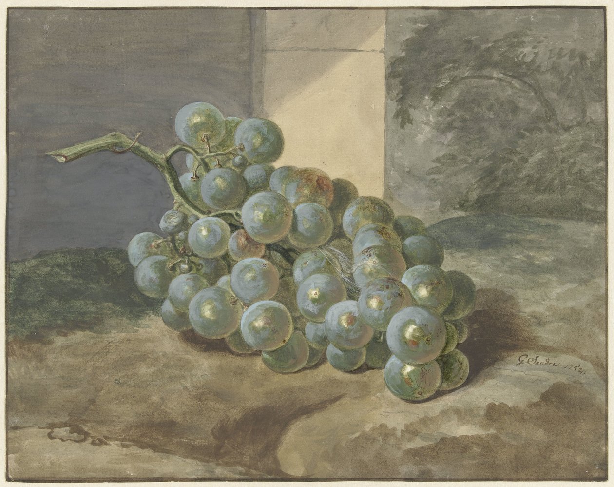 Grappe de raisin - Gerard Sanders